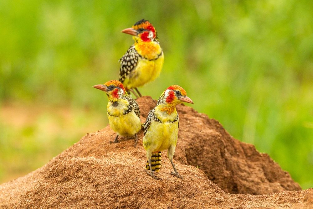 Africa-Tanzania-Tarangire National Park Red-and-yellow barbets on dirt mound  art print by Jaynes Gallery for $57.95 CAD